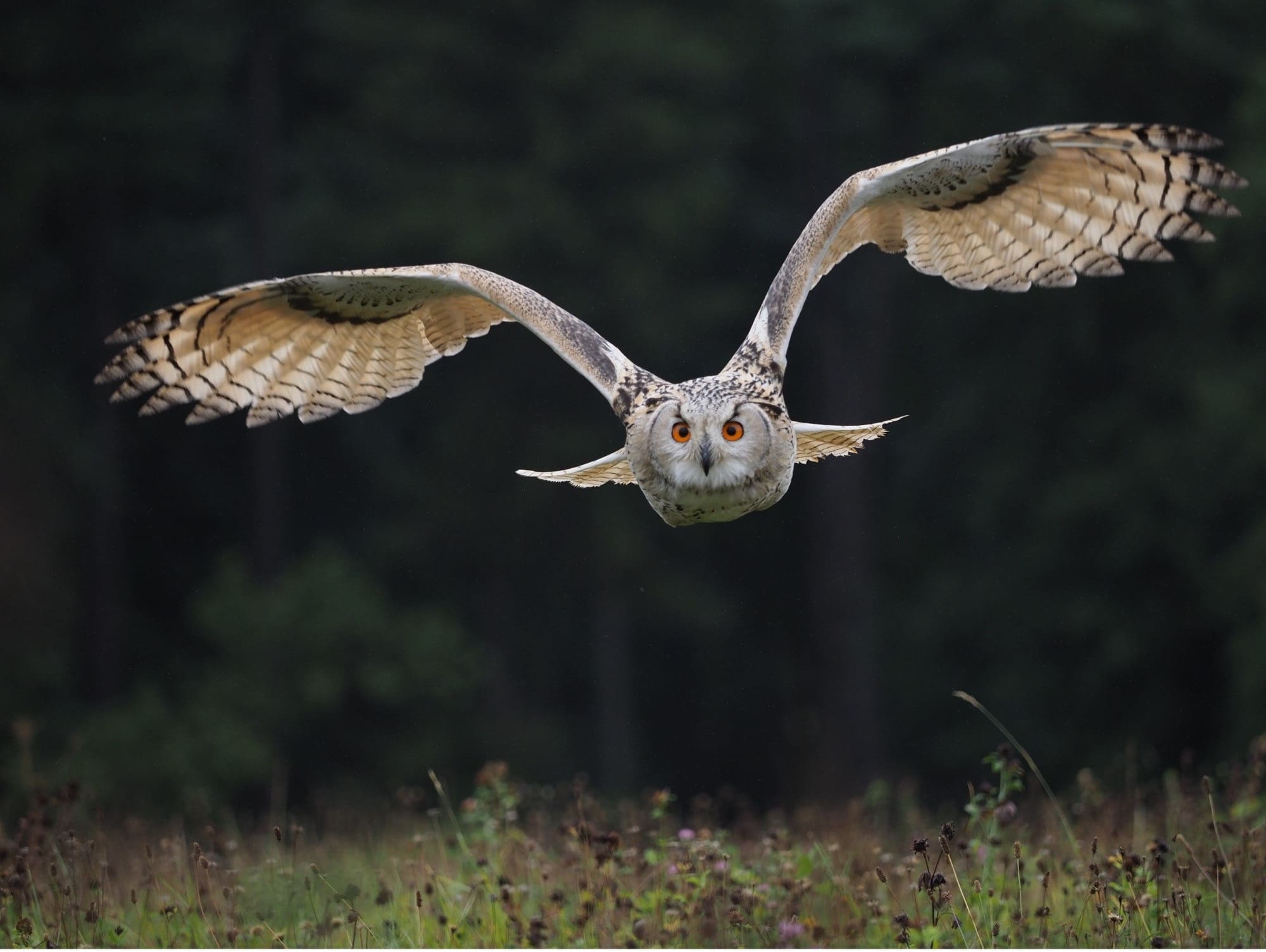 owl flying